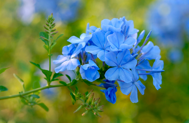 Pianta di plumbago, vaso 18 H100 cm, foto reali