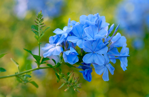 Pianta di plumbago, vaso 18 H100 cm, foto reali