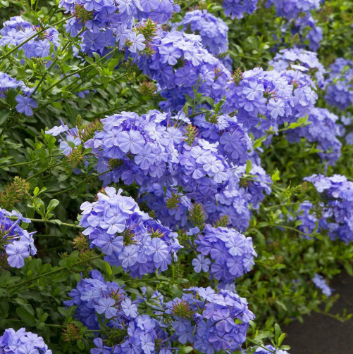 Pianta di plumbago, vaso 18 H100 cm, foto reali
