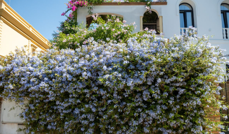 Pianta di plumbago, vaso 18 H100 cm, foto reali