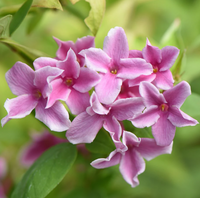 Jasminum “Starry Summer Scent” vaso 24cm h 100cm