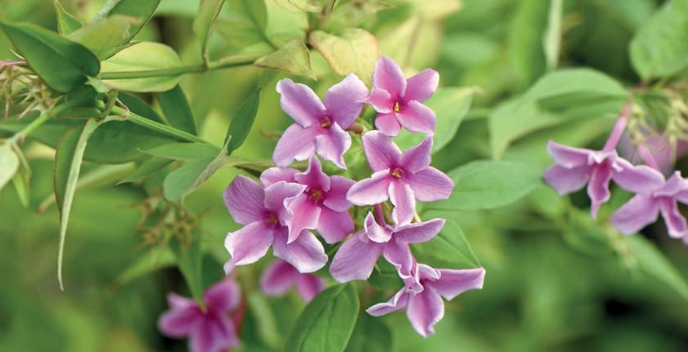 Jasminum “Starry Summer Scent” vaso 24cm h 100cm