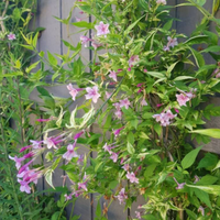 Jasminum “Starry Summer Scent” vaso 24cm h 100cm