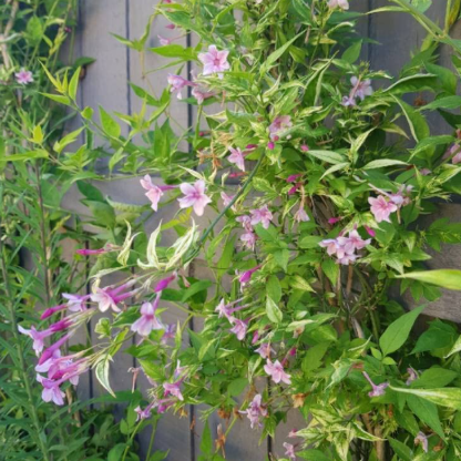 Jasminum “Starry Summer Scent” vaso 24cm h 100cm