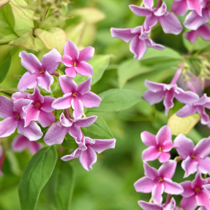 Jasminum “Starry Summer Scent” vaso 24cm h 100cm