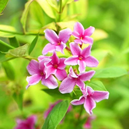 Jasminum “Starry Summer Scent” vaso 24cm h 100cm