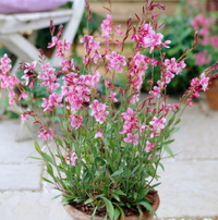 Pianta gaura lindheimeri vaso 24 foto reali