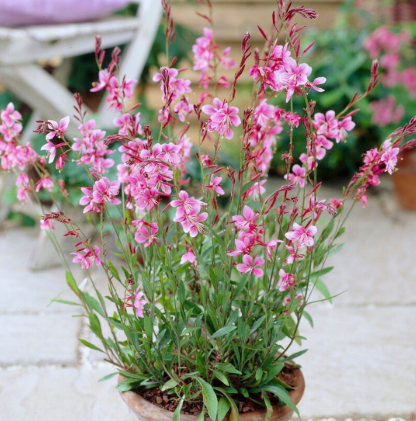 Pianta gaura lindheimeri vaso 24 foto reali