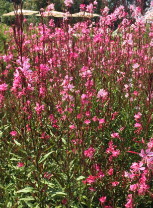 Pianta gaura lindheimeri vaso 24 foto reali