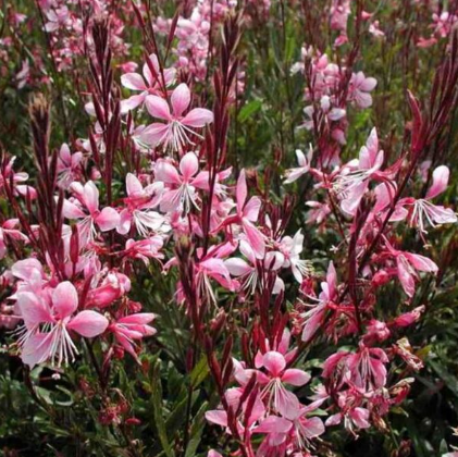 Pianta gaura lindheimeri vaso 24 foto reali