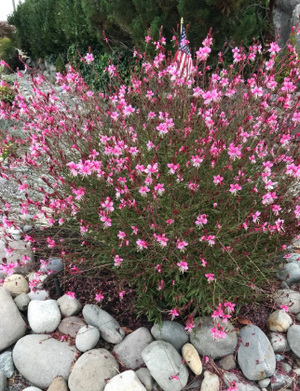 Pianta gaura lindheimeri vaso 24 foto reali