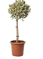 Euonymus Japonicus Aurea ad Alberello vaso 20 H 100cm