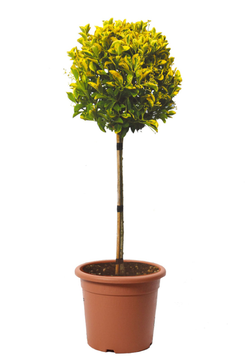 Euonymus Japonicus Aurea ad Alberello vaso 20 H 100cm