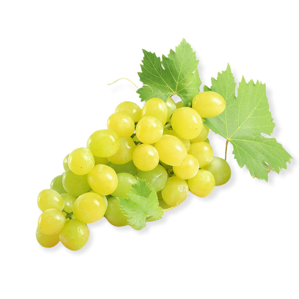 Pianta di UVA VITE innestata DA TAVOLA ITALIA BIANCA in vaso 18 cm FOTO REALE