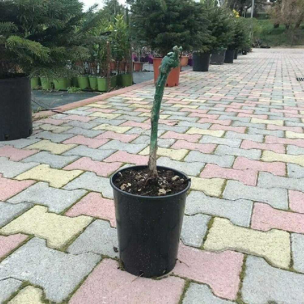 Pianta di UVA VITE innestata DA TAVOLA ITALIA BIANCA in vaso 18 cm FOTO REALE
