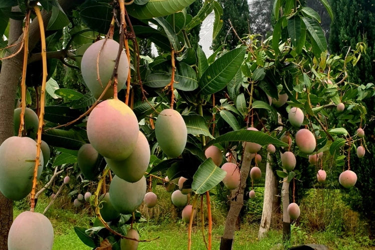 Pianta di Mango Coconut Cream – Varietà Tropicale dal Gusto Dolce e Cremoso