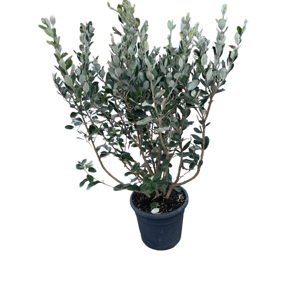 Pianta di FEIJOA Acca sellowiana in VASO 24 CM frutto commestibile AMDGarden