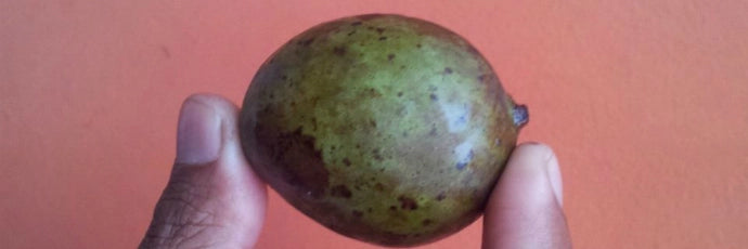 Kasturi Mango Plant Mangifera Casturi - Pianta di Frutto Frutta Foto Reali
