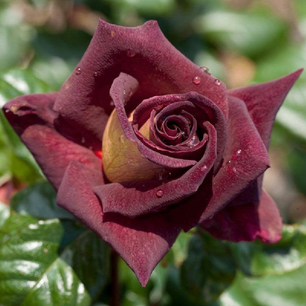 Pianta ROSA BREVETTATA EDDY MITCHELL ® MEILLAND rosso nero vera PROFUMATA vaso19