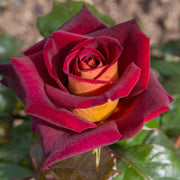 Pianta ROSA BREVETTATA EDDY MITCHELL ® MEILLAND rosso nero vera PROFUMATA vaso19