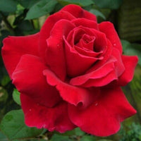 Pianta ROSA BREVETTATA MISTER LINCOLN ®MEILLAND rossa scura vera PROFUMATA