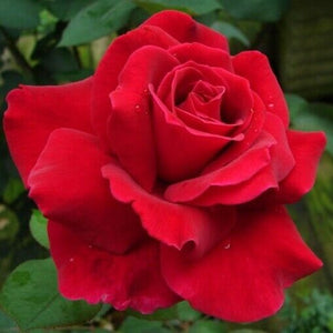 Pianta ROSA BREVETTATA MISTER LINCOLN ®MEILLAND rossa scura vera PROFUMATA