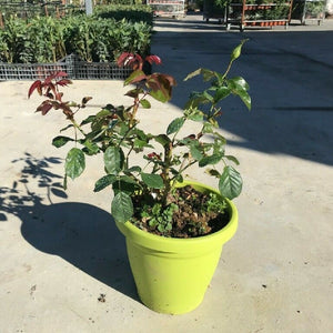 Pianta ROSA BREVETTATA MISTER LINCOLN ®MEILLAND rossa scura vera PROFUMATA