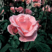 Pianta ROSA QUEEN ELISABETH ® MEILLAND rosa vaso 19 cm  AMDGarden