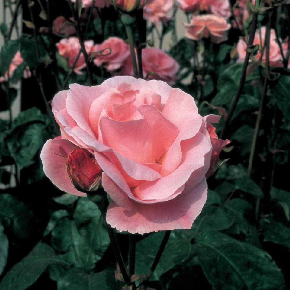 Pianta ROSA QUEEN ELISABETH ® MEILLAND rosa vaso 19 cm  AMDGarden