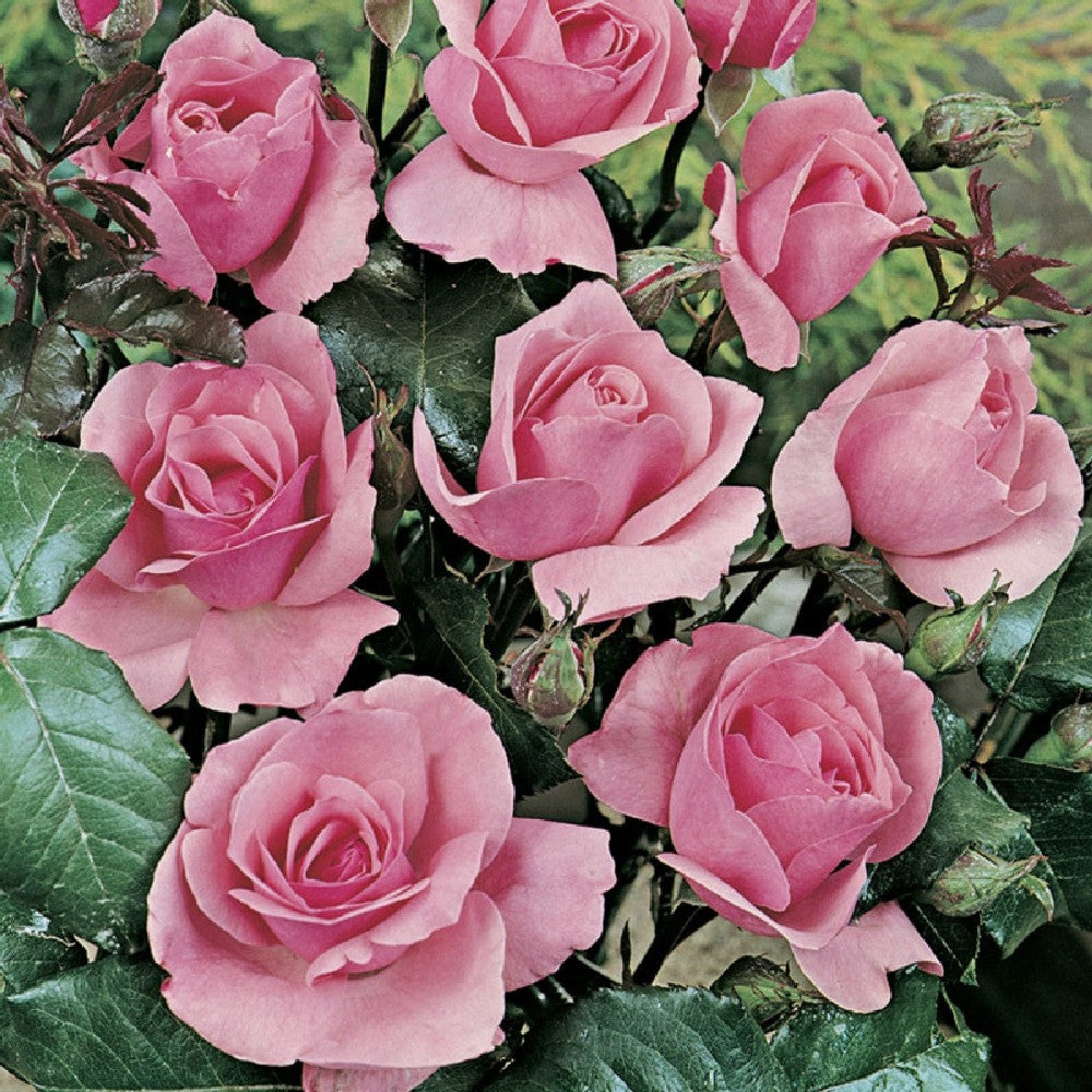 Pianta ROSA QUEEN ELISABETH ® MEILLAND rosa vaso 19 cm  AMDGarden