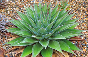AGAVE MONTANA