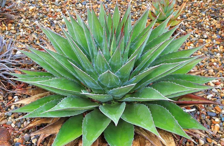 AGAVE MONTANA