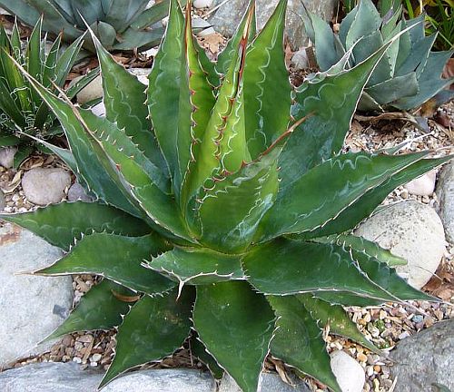 AGAVE MONTANA