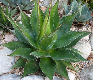 pianta AGAVE MONTANA (FOTO REALI)