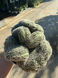 pianta CHAMACEREUS SILVESTRII CRESTATO