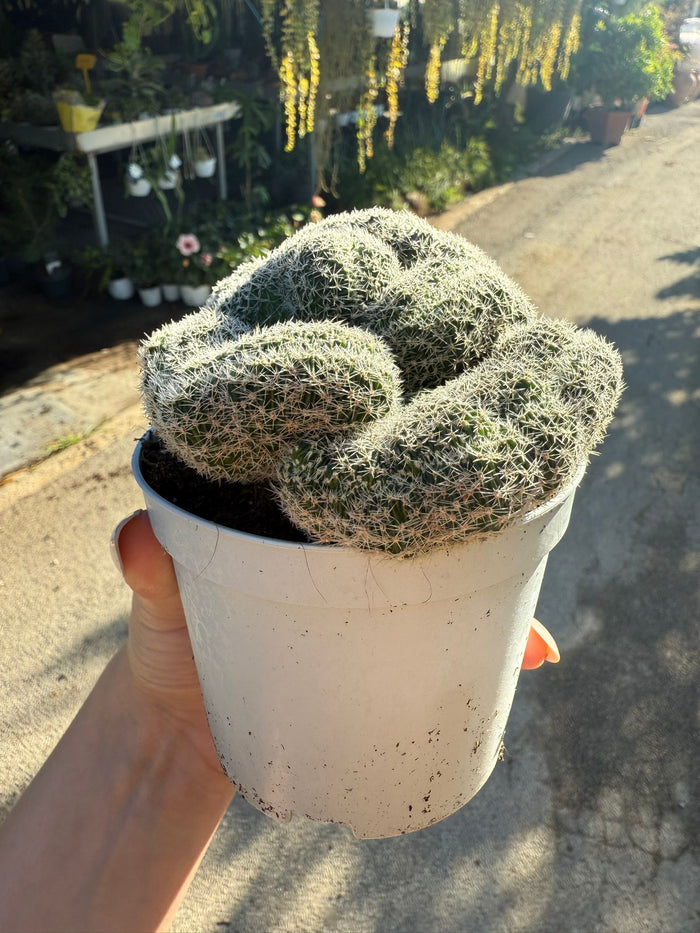 pianta CHAMACEREUS SILVESTRII CRESTATO