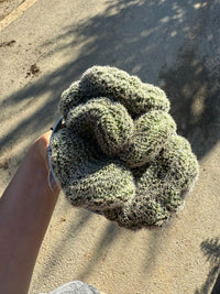 pianta CHAMACEREUS SILVESTRII CRESTATO