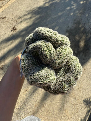 pianta CHAMACEREUS SILVESTRII CRESTATO