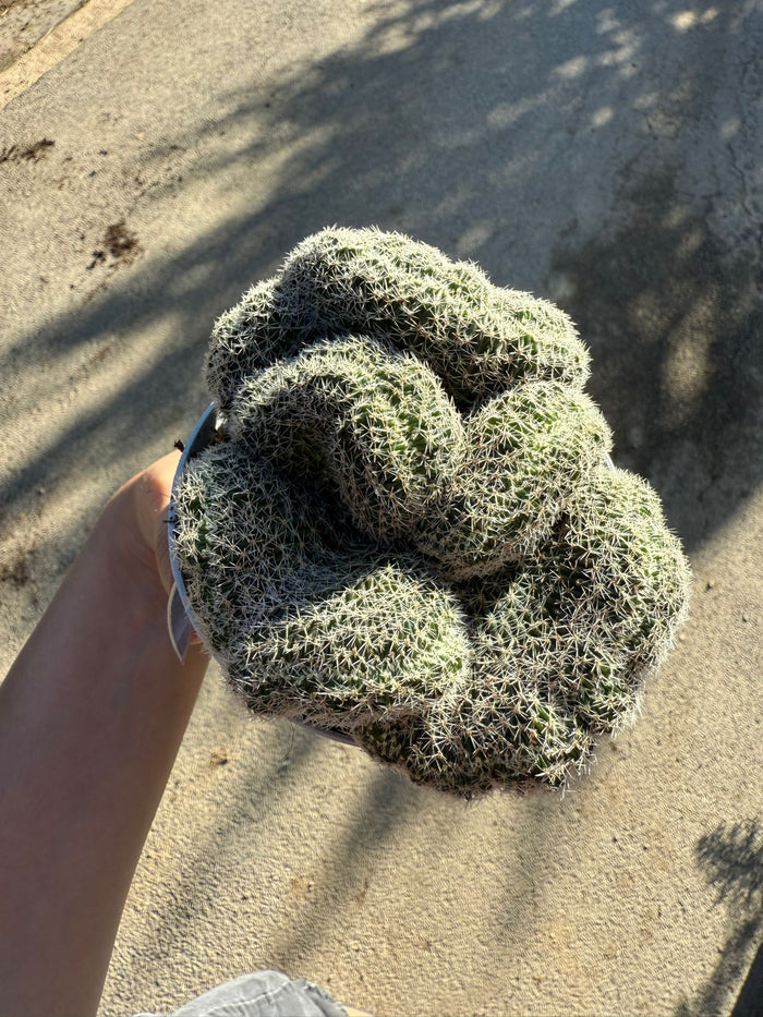 pianta CHAMACEREUS SILVESTRII CRESTATO