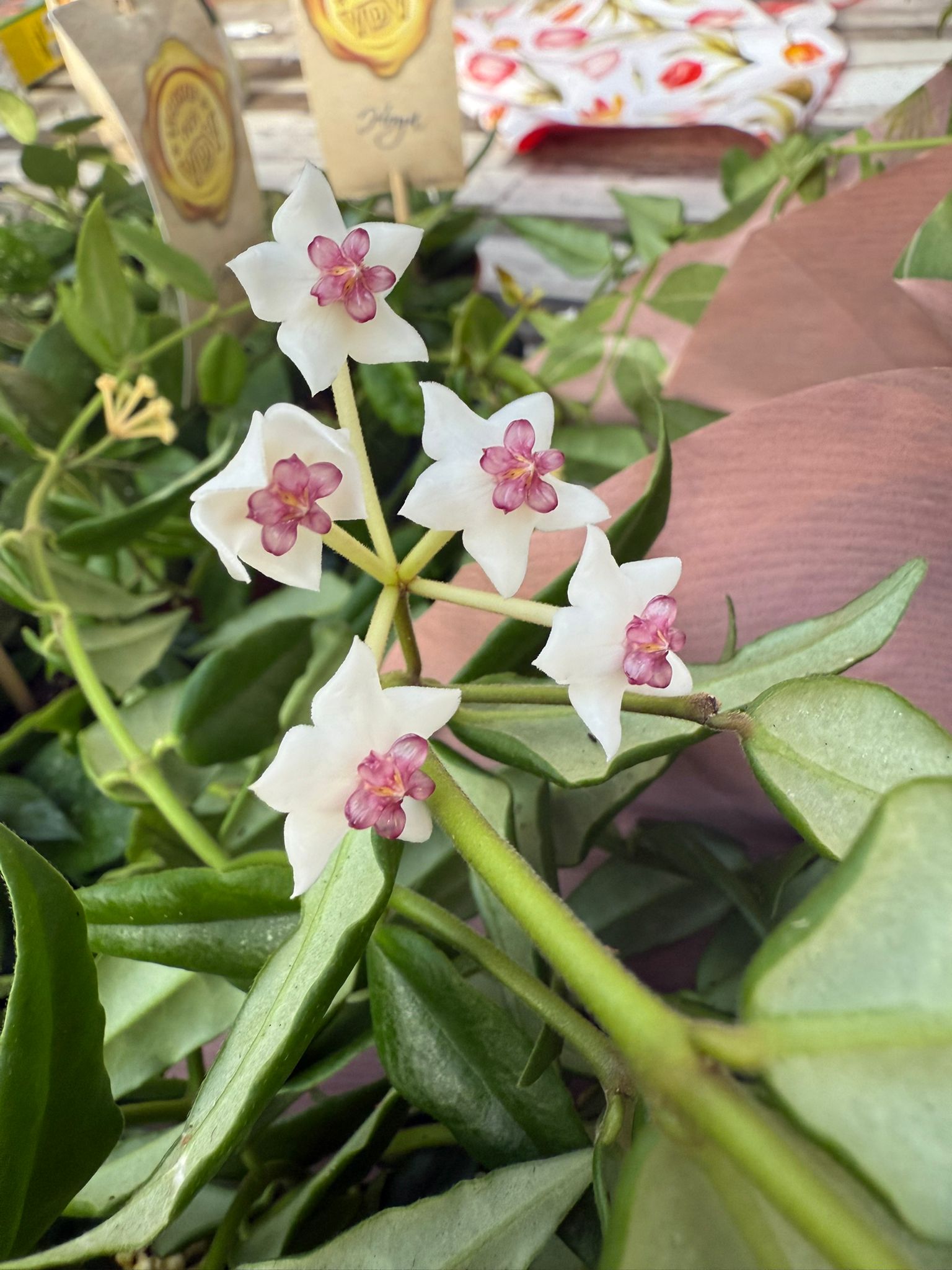 HOYA BELLA HYLDEVAREL (fiore di cera)