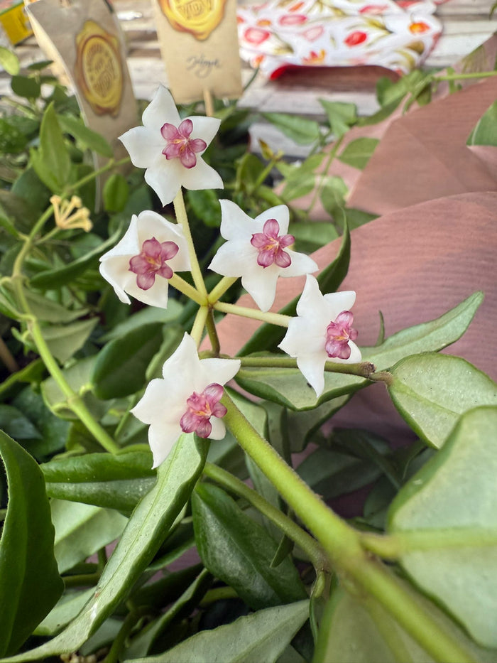 HOYA BELLA HYLDEVAREL (fiore di cera)
