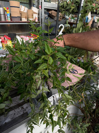 HOYA BELLA HYLDEVAREL (fiore di cera)