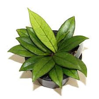 HOYA CRASSIPETIOLATA