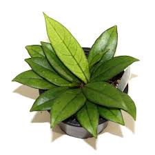 HOYA CRASSIPETIOLATA