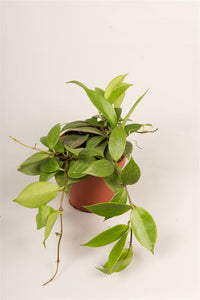 HOYA SUNRISE (fiore di cera)