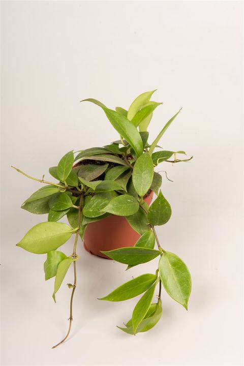 HOYA SUNRISE (fiore di cera)