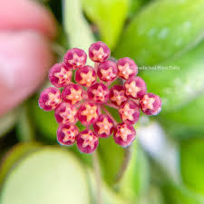 HOYA BILOBATA (fiore di cera)