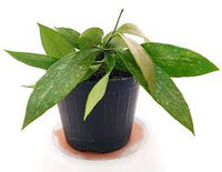 HOYA BILOBATA (fiore di cera)