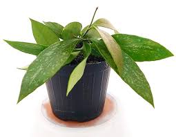 HOYA BILOBATA (fiore di cera)