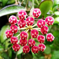 HOYA ROSITA